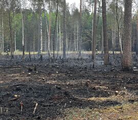 verbrannter Waldboden - Preschen Mai 2025
