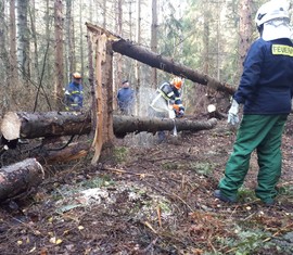 Stammholz wird auf vier Meter gesägt