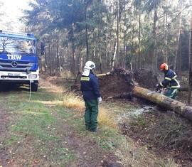 Sägearbeiten von Windbruch